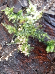 Bryophyta