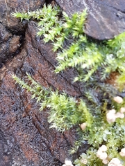 Bryophyta