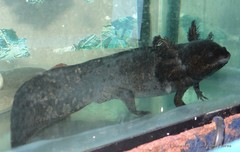 Ambystoma mexicanum