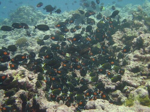 Achilles tang (Acanthurus achilles) — Acanthuridae — 3