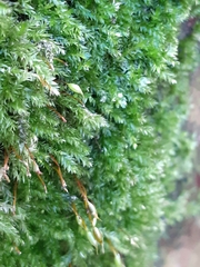 Brachythecium rutabulum