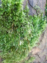 Brachythecium rutabulum
