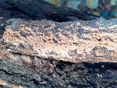 Fungi