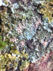 Fungi