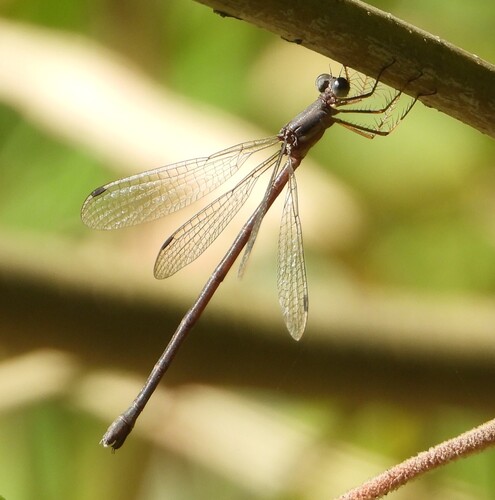 Slender Spreadwing photo 5