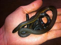 Liodytes rigida sinicola