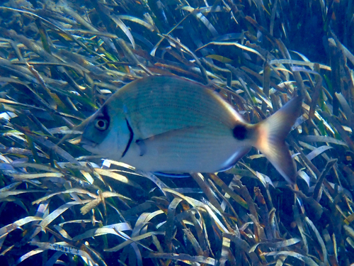 Diplodus sargus