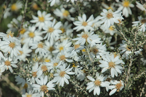 Showy Daisy-bush