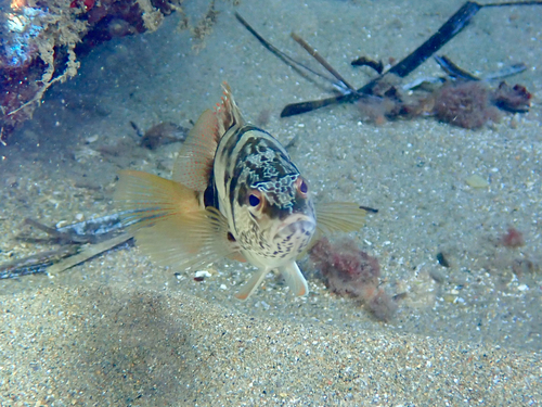 Serranus scriba