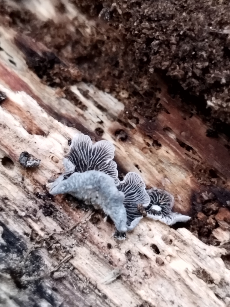Resupinatus applicatus · June 2025 · photo: © seba_fornes (iNaturalist, cc-by)