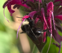 Bombus