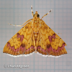 Isocentris filalis