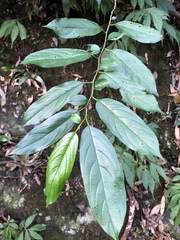 Rhamnus formosana