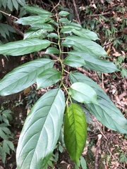 Rhamnus formosana