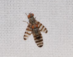 Pseudotephritina cribellum