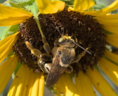 Svastra obliqua obliqua