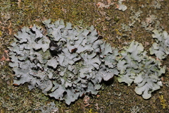 Parmelia sulcata