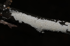 Fungi