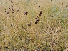 Carex stenophylla