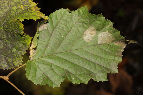 Nut Leaf Blister Moth