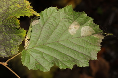 Phyllonorycter coryli