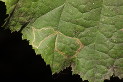 Stigmella microtheriella