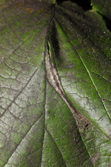 Phyllonorycter nicellii