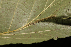 Phyllonorycter nicellii