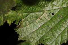 Stigmella microtheriella