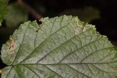 Stigmella microtheriella