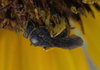 Protandrena aethiops - Photo (c) Robert Webster, some rights reserved (CC BY-SA), uploaded by Robert Webster