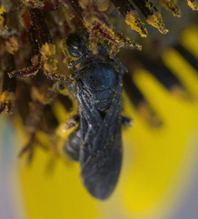 Protandrena aethiops