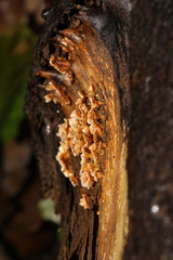 Fungi