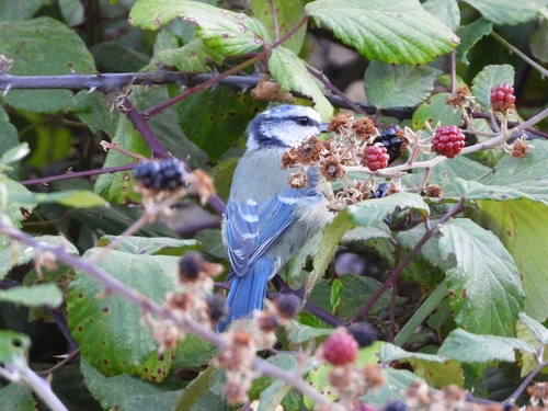 Avistamiento Cyanistes caeruleus
