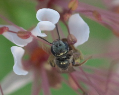 Lasioglossum zephyrus