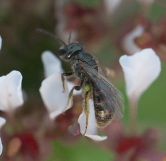 Lasioglossum zephyrus