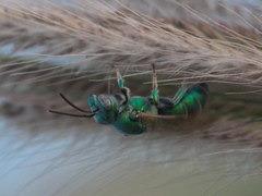 Augochloropsis humeralis