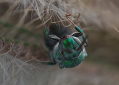 Augochloropsis humeralis