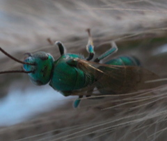 Augochloropsis humeralis