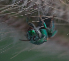 Augochloropsis humeralis