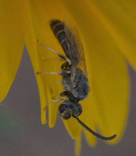 Western Evening Primrose Sweat Bee