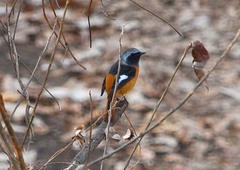 Phoenicurus auroreus