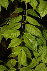 Fraxinus excelsior