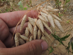 Bromus squarrosus villosus
