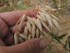 Bromus squarrosus villosus - Photo (c) Alexey P. Seregin, some rights reserved (CC BY-NC), uploaded by Alexey P. Seregin