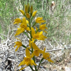 Chloraea
