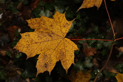 Acer platanoides