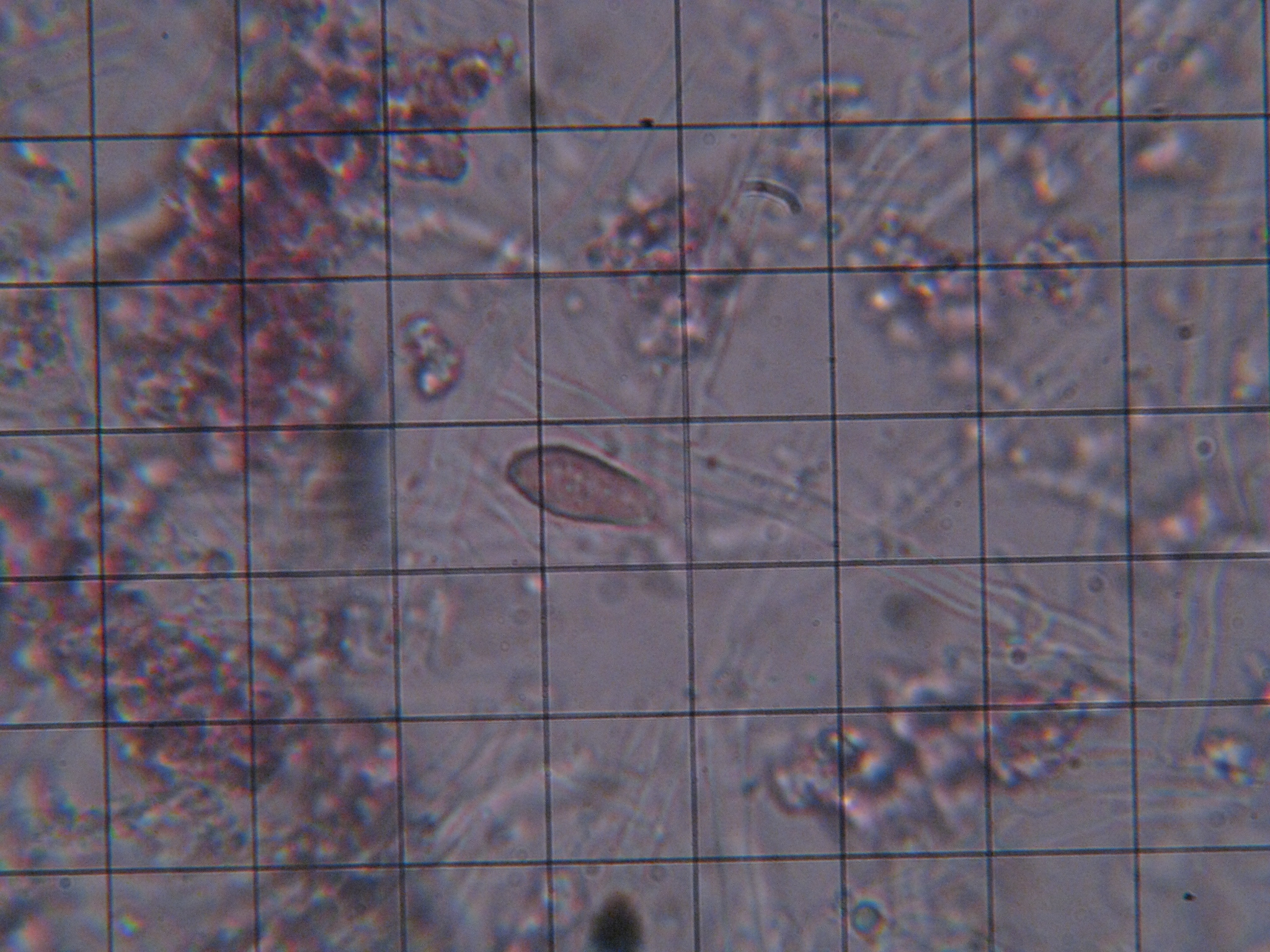 Atheliaceae image