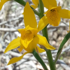 Chloraea