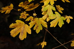 Acer campestre